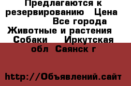 Предлагаются к резервированию › Цена ­ 16 000 - Все города Животные и растения » Собаки   . Иркутская обл.,Саянск г.